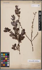 Salix aurita L. x Salix starkeana Willd.